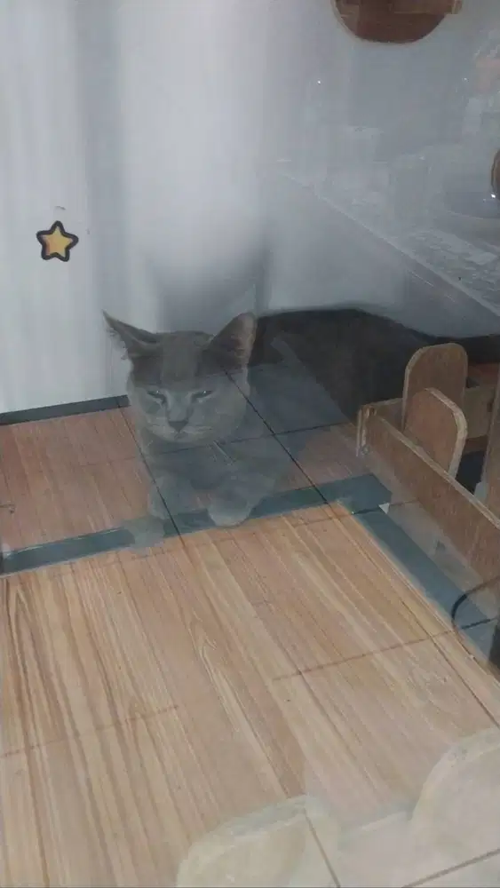 Kucing Munchkin