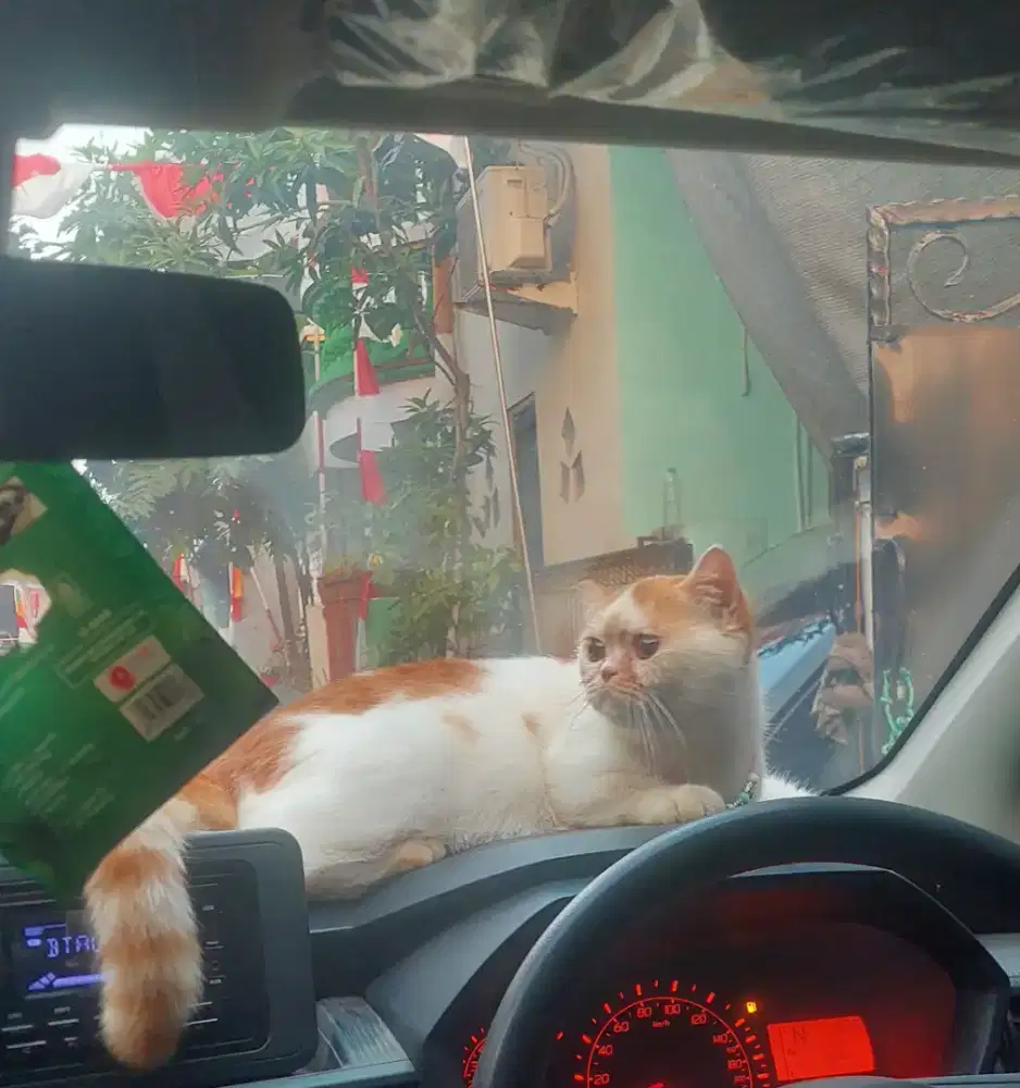 Kucing BSH X peaknose