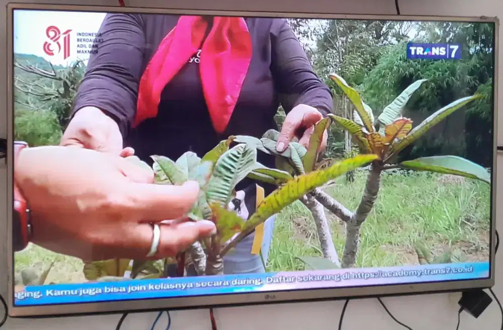 Digital tv 43 in led lg