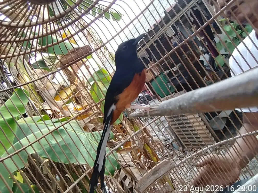 Kaki item ternakan mapan