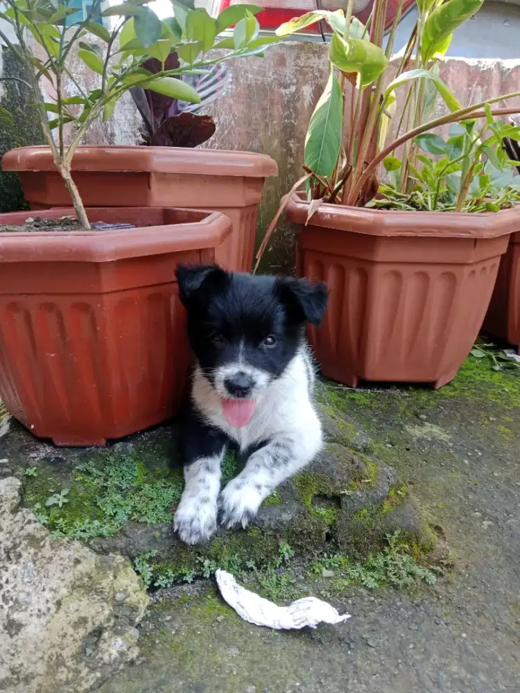 Dijual Anak Anjing Lucu