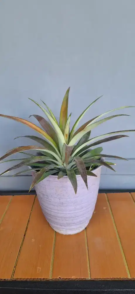 Pohon nanas dalam pot orang kaya