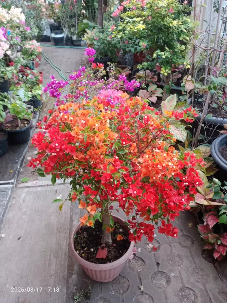 Bunga Bugenvil 3id flame/Fire Oval, Black Rose, full bunga, Subur