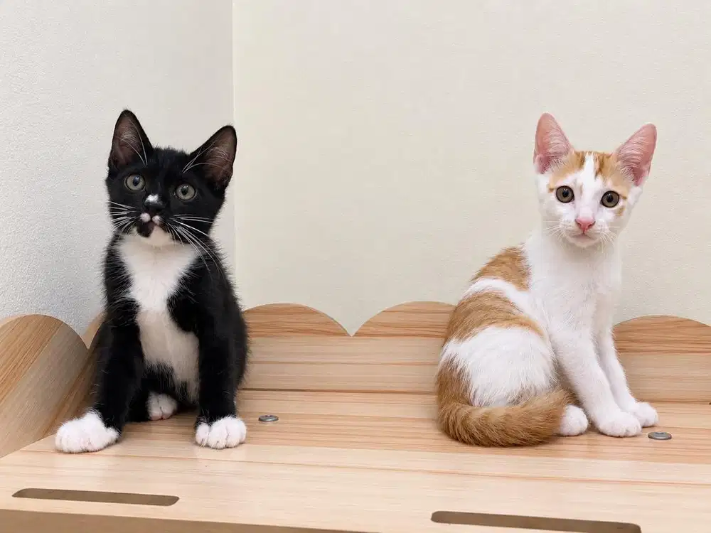Adopsi kucing domestic