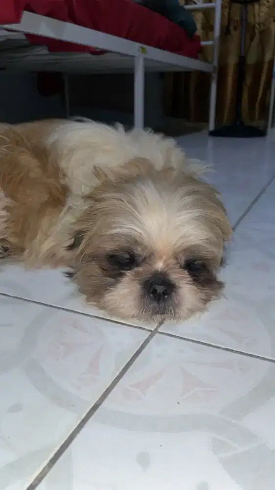 Anjing shitzu 2 tahun