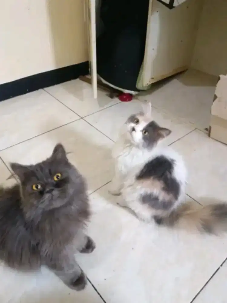 Kucing persia sejodo