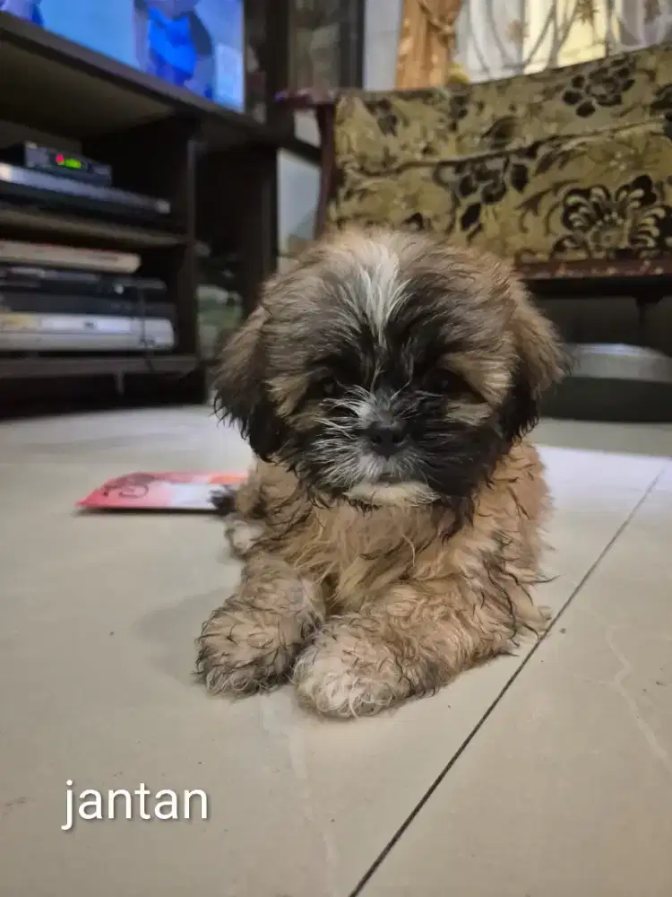 Anak anjing lucu mix shihtzu