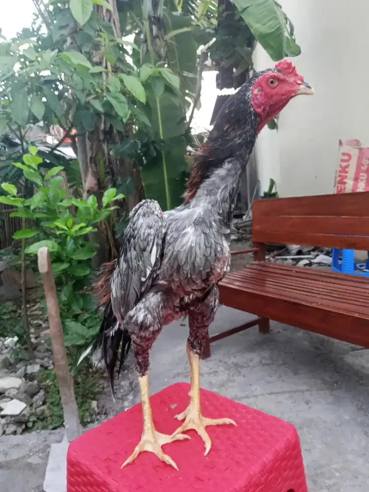 AYAM JAGO TURUNAN BANGKOK