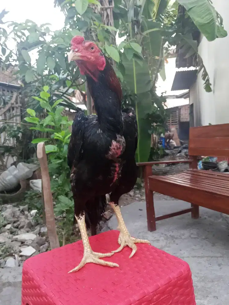 AYAM JAGO TURUNAN BANGKOK UNTUK AREA MLATI YOGYAKARTA