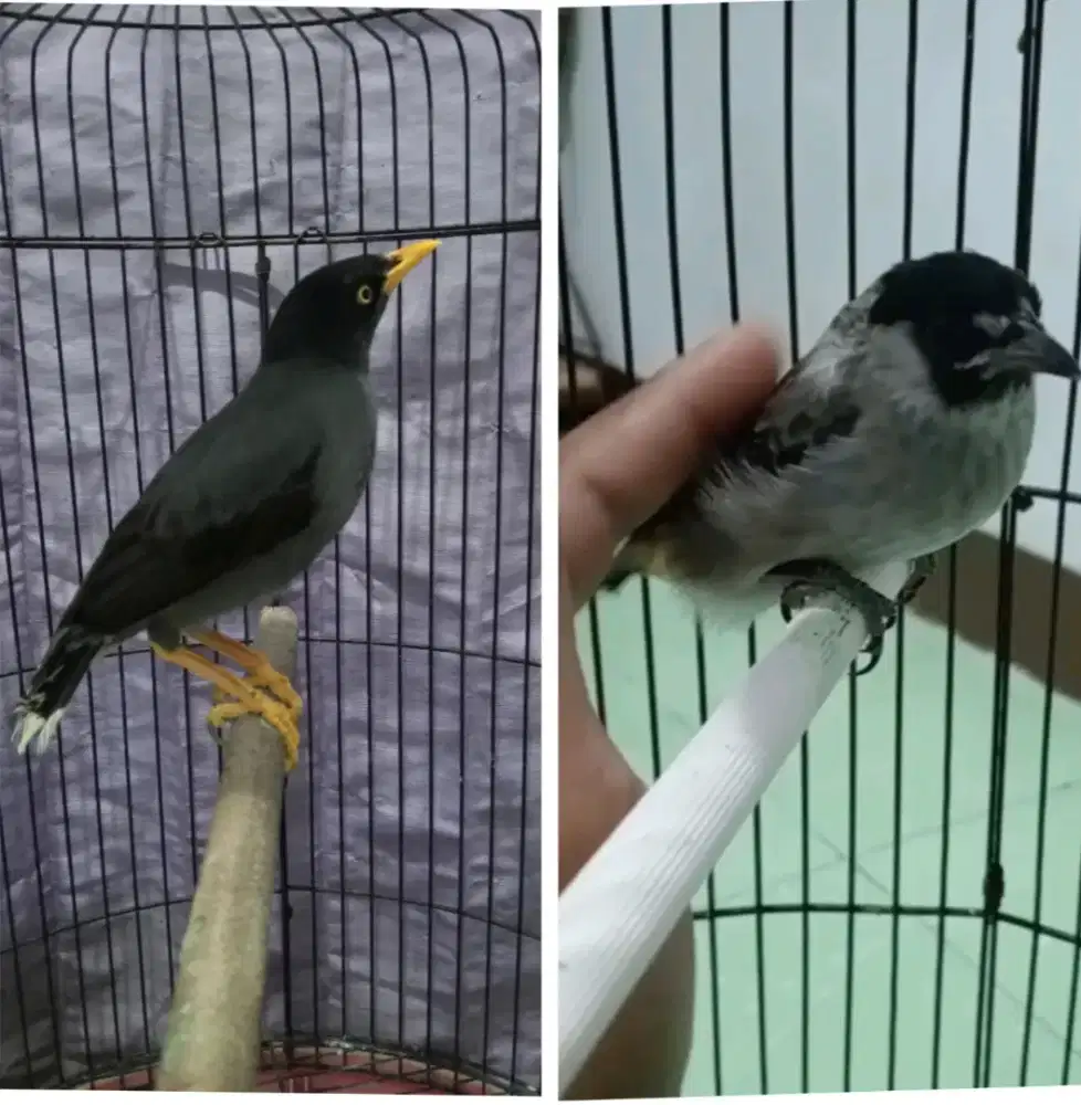 Jalak kebo deker + kutilang jitot BURJA