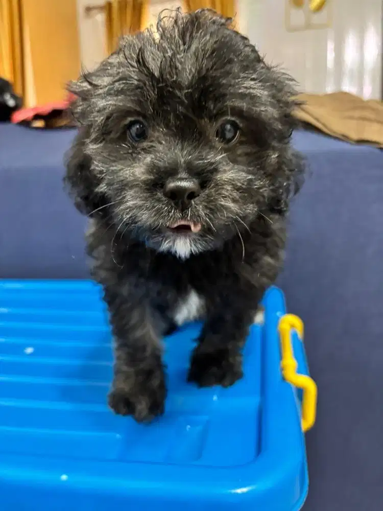 open adopt puppy