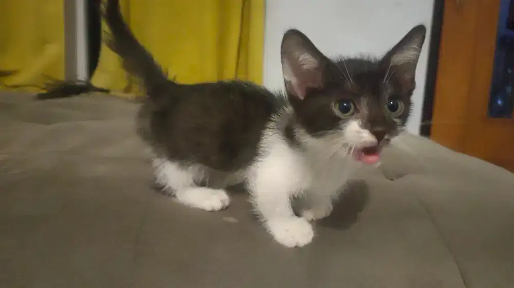 Munchkin jantan 3bulan