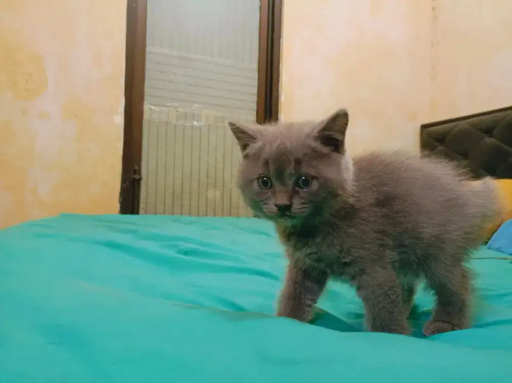 British shorthair gemoy