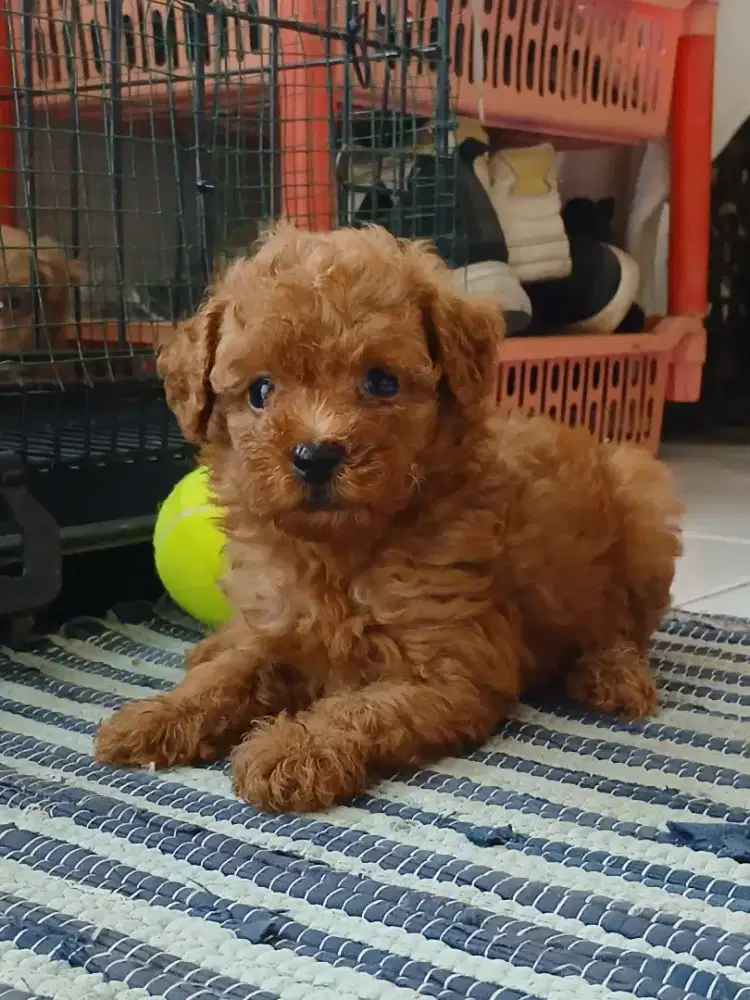 Anak Anjing Puppy Puppies Red Toy Poodle