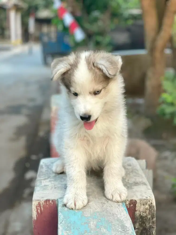 Alaskan malamute mix samoyed