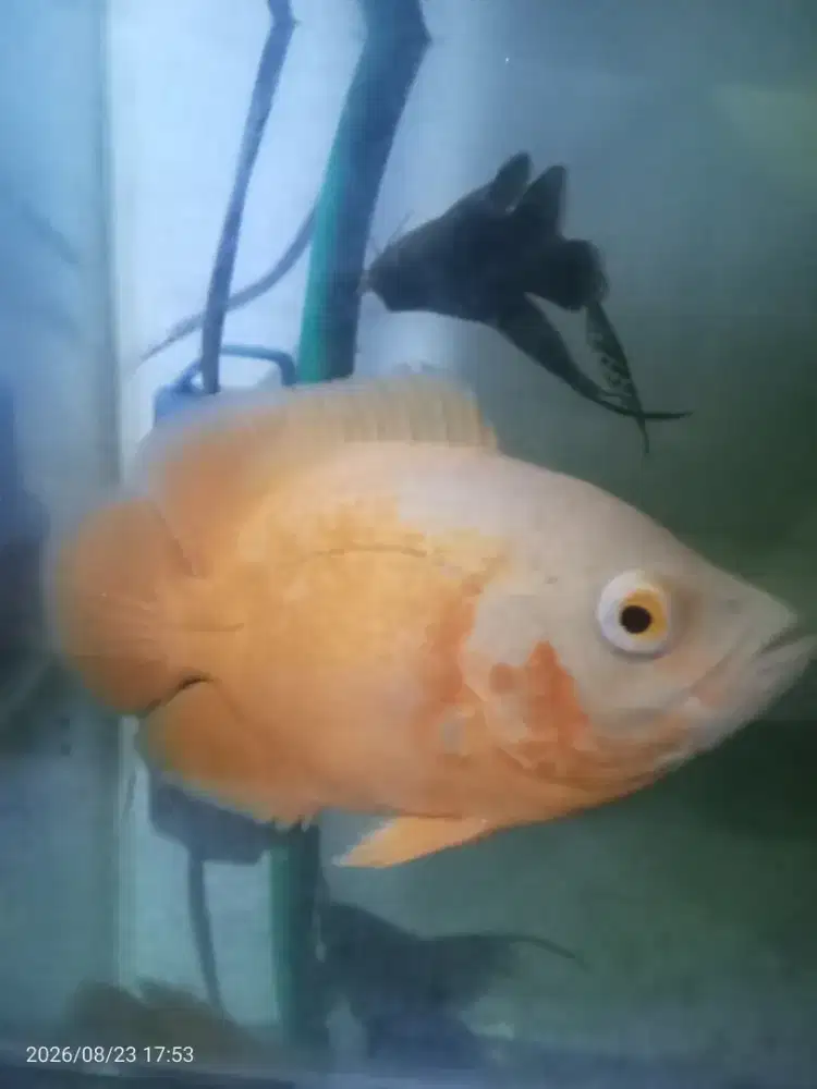 Ikan Oscar albino tembaga