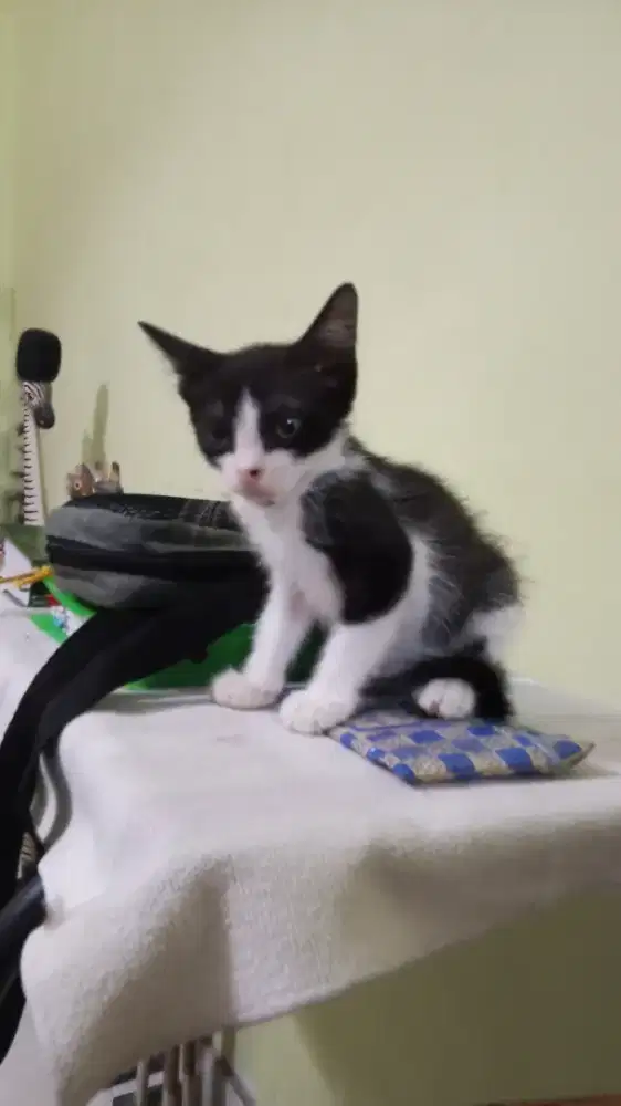 Cute kitten ready adopt