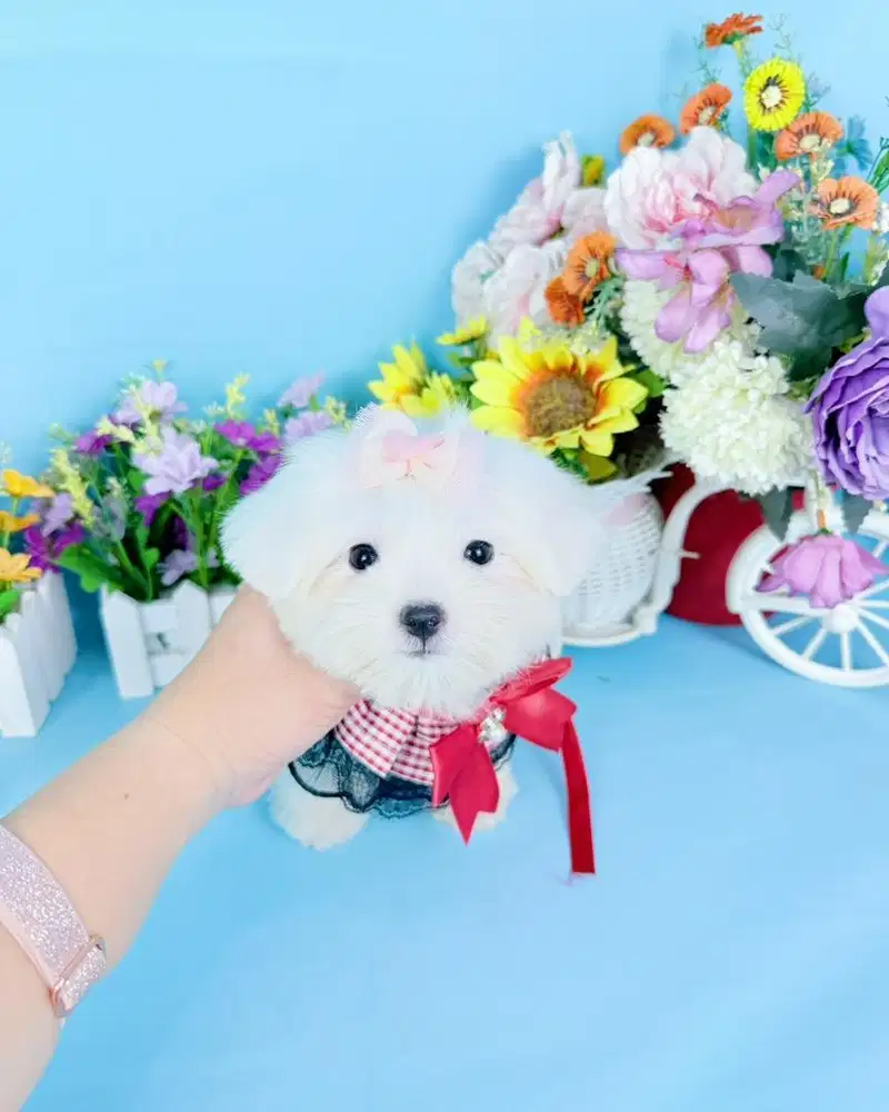 Micro teacup maltese super cakep kaki cebol muka cantik karakter bagus