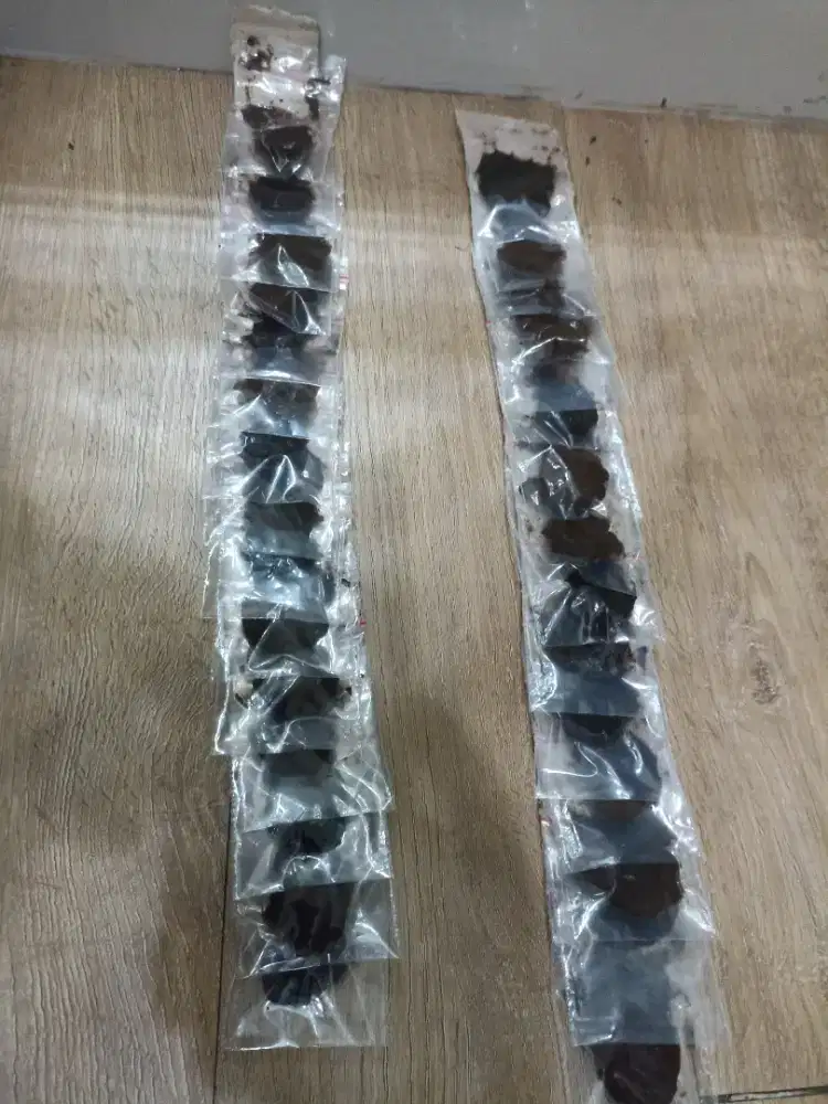 Obat pengusir tikus