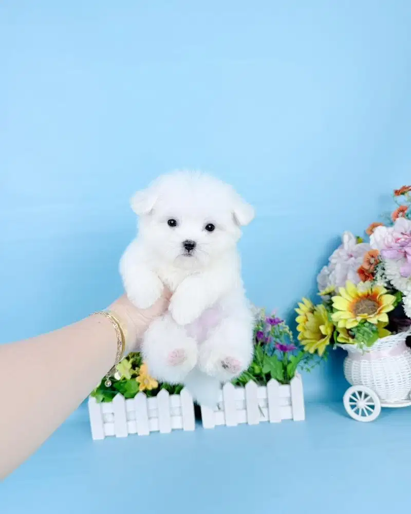 Micro teacup maltese super kecil imut gemesin malthese maltis maltes