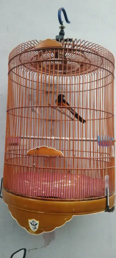 burung murai batu