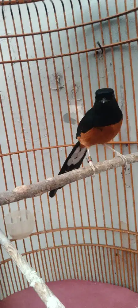 burung murai batu