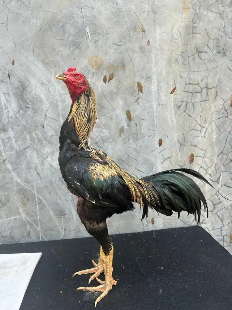 Ayam bangkok klasik