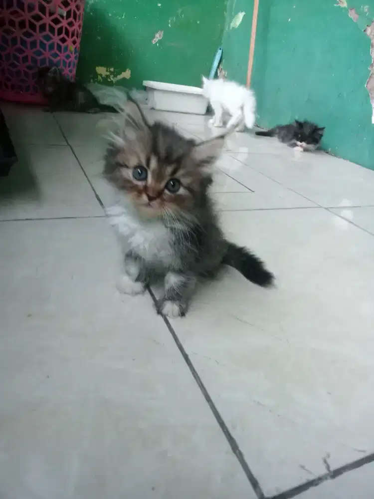 Anak kucing Persia flatnose kitten