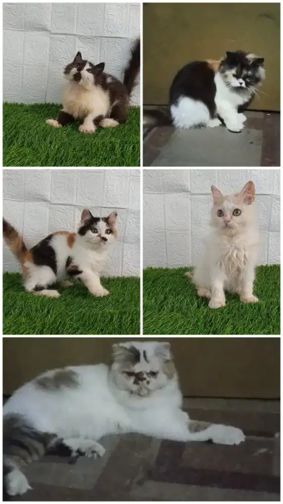 Kucing Persia/anggora