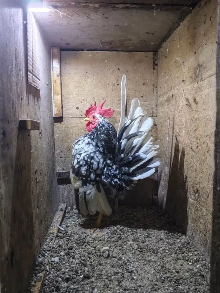 Ayam Serama warna rinting/blorok