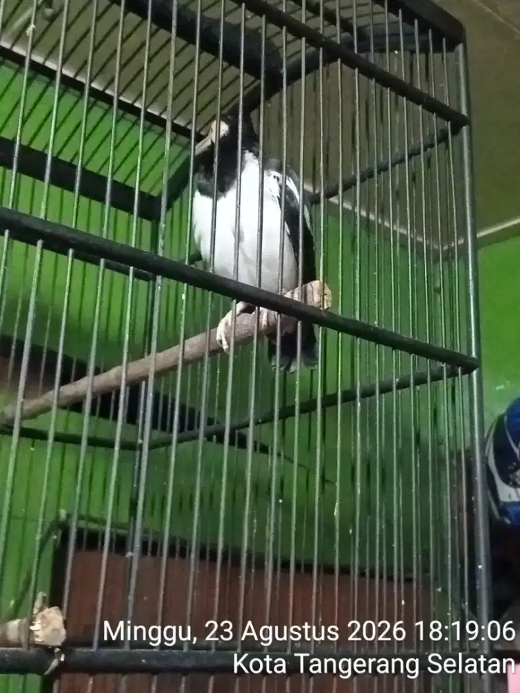 Jalak suren jawa gacor