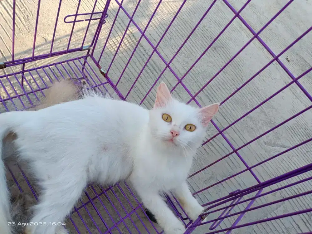 Kucing persia betina