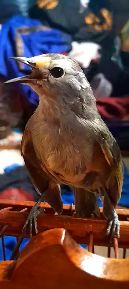 BURUNG CAK JEMPOLL JINAK GACOR NGOCEH NGEROBIN