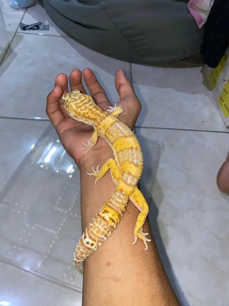 jual gecko leopard