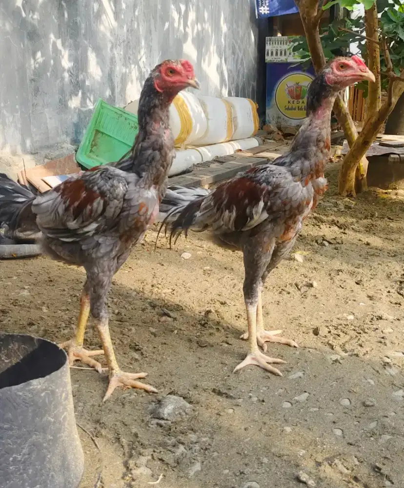 Ayam siam muda ...