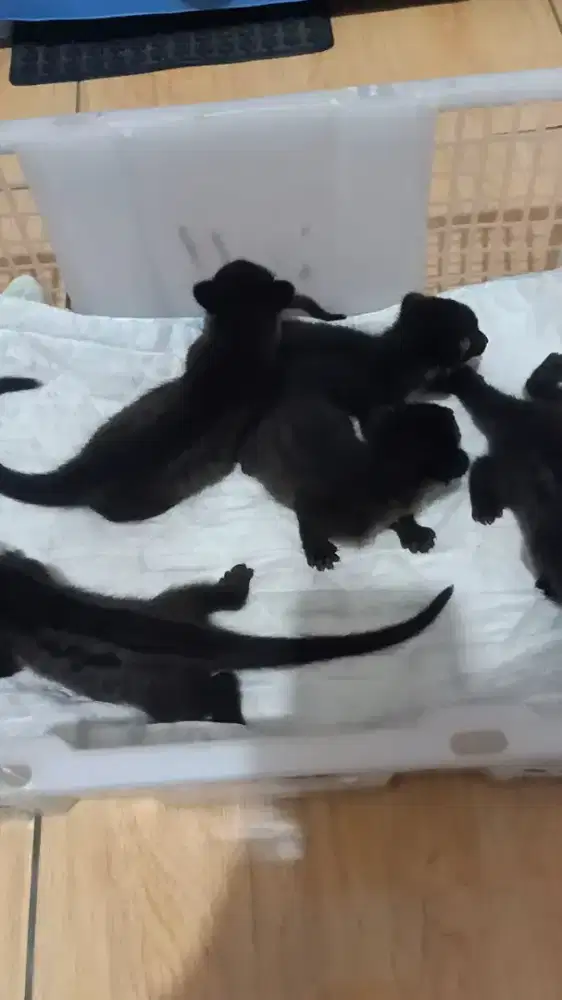 Baby muspan ( musang pandan )