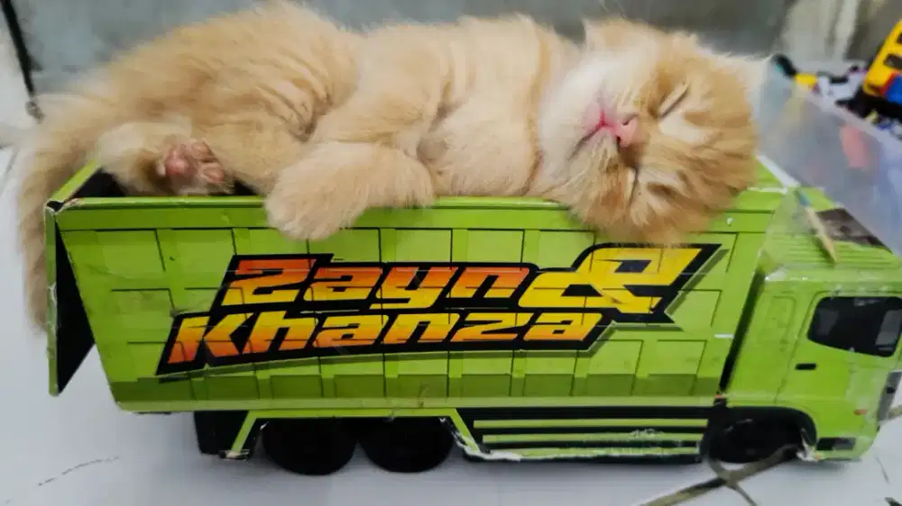Kitten jantan 2 bulan