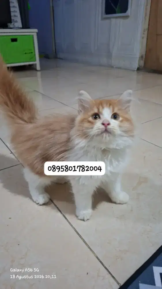 Anak kucing anggora/kitten persial  betina/kucing  persia  jantan