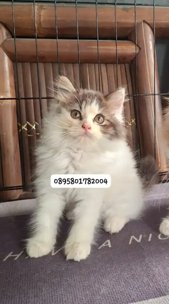 kucing persia jantan /kitten.persia jantan