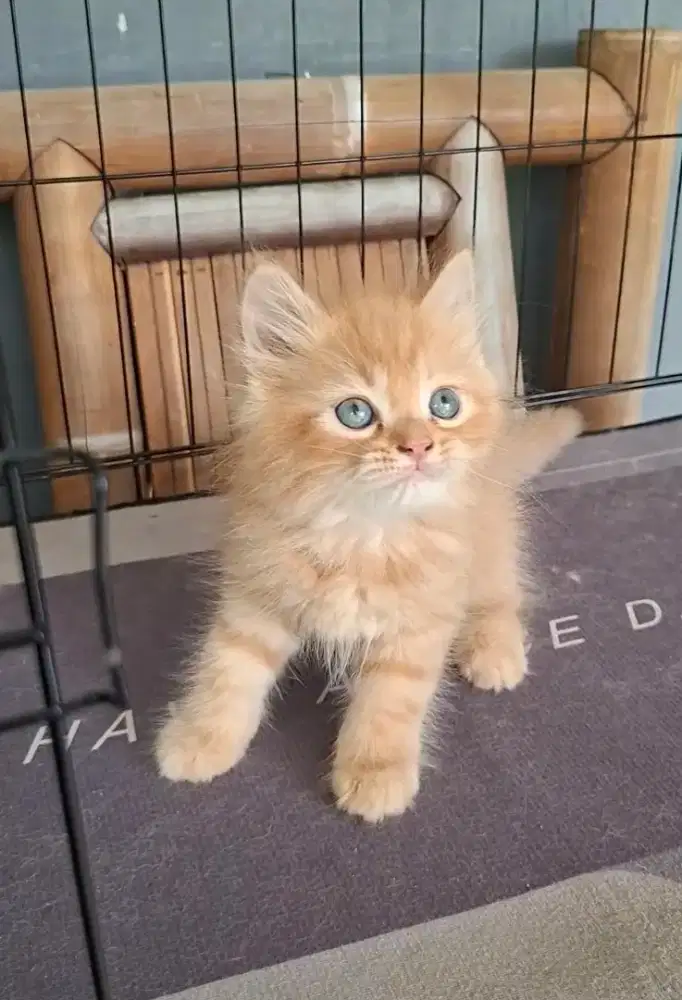 Anak kucing  anggora /kitten persia jantan /kucing persia flatnose