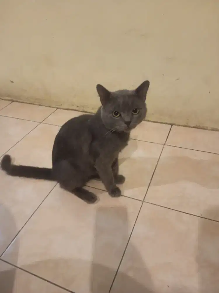 Kucing Abu2 Jantan