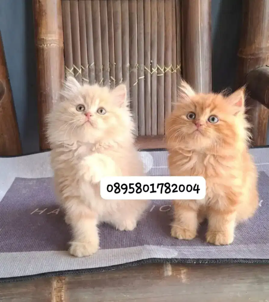 kitten persia /kucing persia  jantan/ kucing persia  jantan