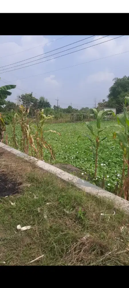 Tanah sawah deket industri murah