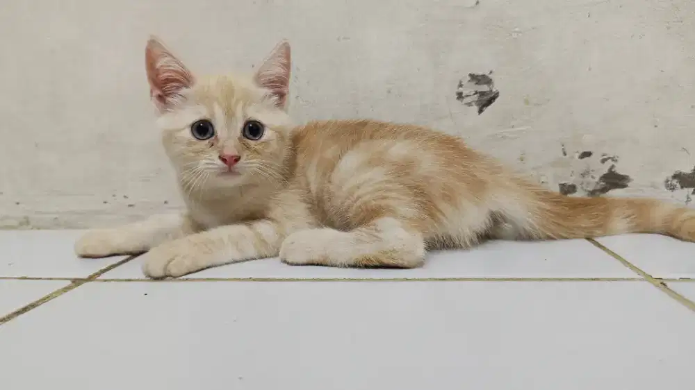 Kitten jantan 2 bulan