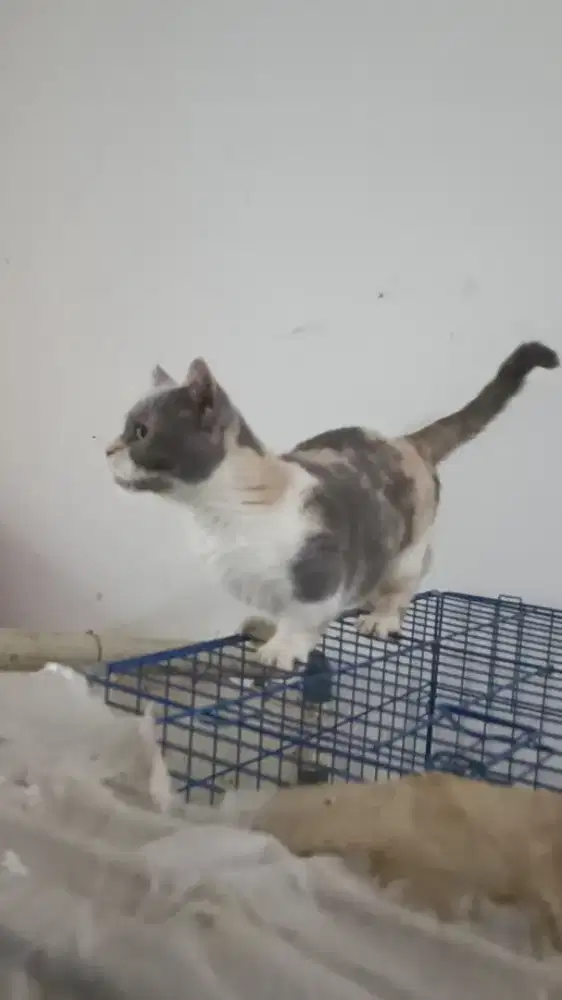 Kucing munchkin