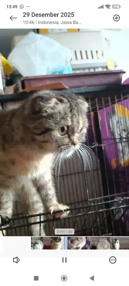 Kucing Scottish fold
