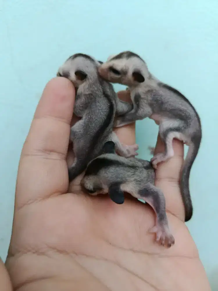 Sugar Glider White Face Joey Jinak