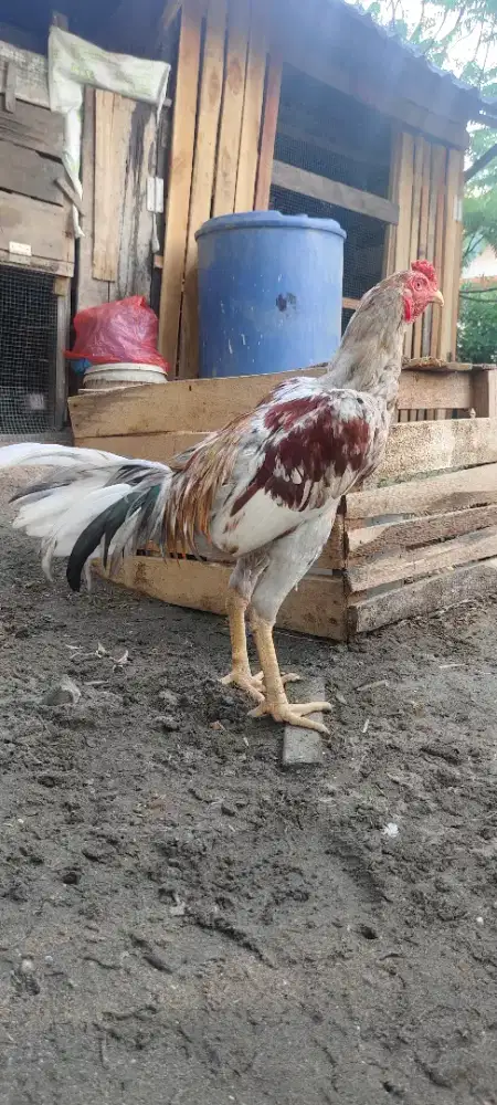 Ayam kelabu sepasang