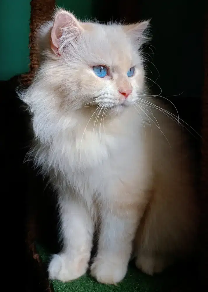 Kucing ras ragdoll himalaya
