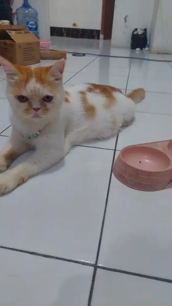 Kucing Peaknose